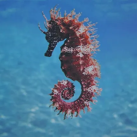 Lägenhet Maro's Family